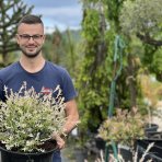 Vŕba japonská (Salix integra) ´HAKURO NISHIKI´ - výška 40-60 cm, kont. C15L